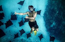Cook Islands Turtle and Ray Tour 