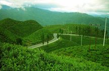 Darjeeling Himalayan Tea Tour