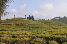 Darjeeling Himalayan Tea Tour