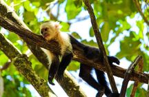 Private Guided Gumbalimba Park Tour from Roatán