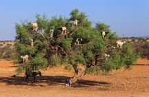 Private Day Trip to Essaouira from Marrakech