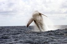 Ultimate West Side Whale and Dolphin Zodiac Boat Adventure