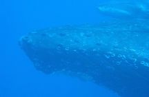 Ultimate West Side Whale and Dolphin Zodiac Boat Adventure