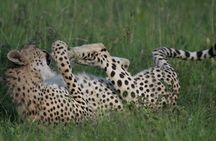 6-Day Group Joining Safari- Nairobi, Nakuru, Naivasha & Amboseli