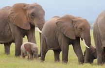 6-Day Group Joining Safari- Nairobi, Nakuru, Naivasha & Amboseli