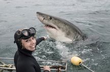 Cape Town: Shark Cage Diving & Penguins Tour to Gansbaai with private transfers