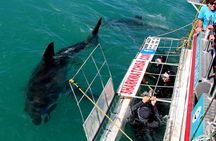 Cape Town: Shark Cage Diving & Penguins Tour to Gansbaai with private transfers