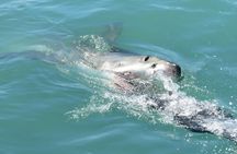 Gansbaai Shark Cage Diving & Penguins Small Group Tour from Cape Town