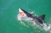 Gansbaai Shark Cage Diving & Penguins Small Group Tour from Cape Town