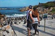 Cape Town: Shark Cage Diving & Penguins Tour to Gansbaai with private transfers