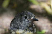 Kayak & Pitt Head Nature Loop - Guided Kayak & Unguided Walk - New Zealand