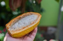Craft Specialty Coffee and Chocolate Tour at North Fields