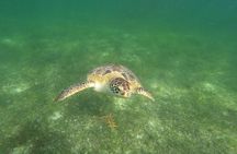 VIP Tulum & Turtles Private Tour