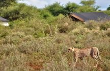 3-Day Amboseli Private Safari