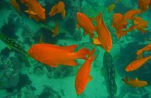 All Day Snorkel Package with Wetsuit Rental