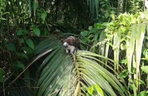 Cruise Shore Excursion Panama: Wildlife Gatun lake