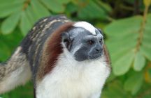 Cruise Shore Excursion Panama: Wildlife Gatun lake