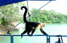 Cruise Shore Excursion Panama: Wildlife Gatun lake