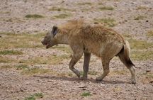 Private 2-day Diani Beach To Tsavo East and West Safari