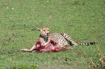 Private 2-day Diani Beach To Tsavo East and West Safari