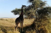 3-Day Private Ngorongoro Crater and Serengeti Park Tour