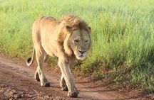 3-Day Private Ngorongoro Crater and Serengeti Park Tour