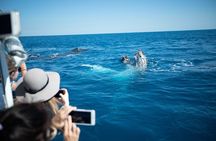 Hervey Bay Ultimate Whale Watching Cruise