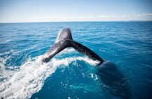 Hervey Bay Ultimate Whale Watching Cruise