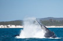 Hervey Bay Ultimate Whale Watching Cruise