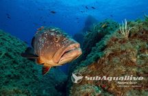 1 single dive in the Capo Carbonara marine protected area. For patented.