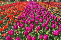Private Day Trip to Keukenhof Gardens with Entrance Tickets