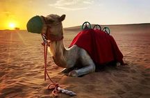 Private Morning Desert Safari: Camel Ride, Sandboarding Adventure