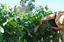 Lemnos wine tour - private tour
