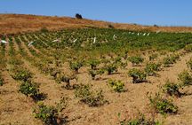 Lemnos wine tour - private tour