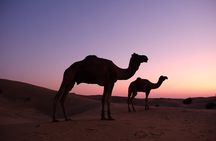 Overnight camel safari (non_touristic)