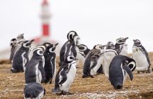 Walk with thousands of Penguins on Isla Magdalena and sail around Isla Marta