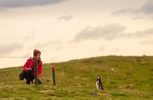 Walk with thousands of Penguins on Isla Magdalena and sail around Isla Marta