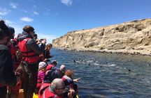 Walk with thousands of Penguins on Isla Magdalena and sail around Isla Marta