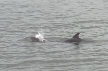 Adventure Boat Tours - One Hour Dolphin/Eco/History/Sightseeing Boat Tour