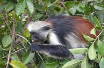 Private Tour to Jozani Forest Reserve Half-Day Guided Tour from Zanzibar
