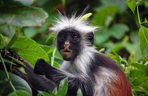 Private Tour to Jozani Forest Reserve Half-Day Guided Tour from Zanzibar