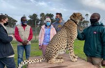 Shared: Cape Winelands, Cheetah Outreach & Kisternbosch Botanical Gardens Tour,