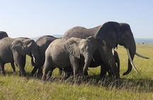 Best of Tanzania 5days 4nights safari