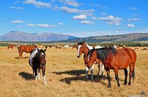 Yellowstone, Grand Teton, and Hot Springs: Small Group 5-Day Tour
