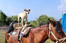 Pacaya Volcano Luxury Sunset Horseback Riding Tour/ Dinner Cooked by-Lava Chef