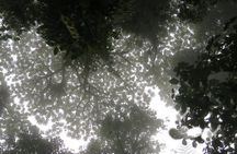 Natural History Walking Tour in Monteverde Cloud Forest Reserve 
