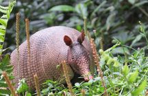 Natural History Walking Tour in Monteverde Cloud Forest Reserve 