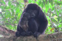 Natural History Walking Tour in Monteverde Cloud Forest Reserve 