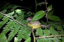 Small Group Night Walking Tour in Monteverde