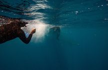 Swim with Whales Gold Coast